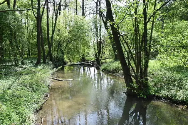 Dolina Prądnika na granicy Ojcowskiego Parku Narodowego i Prądnika Korzkiewskiego w gminie Wielka Wieś