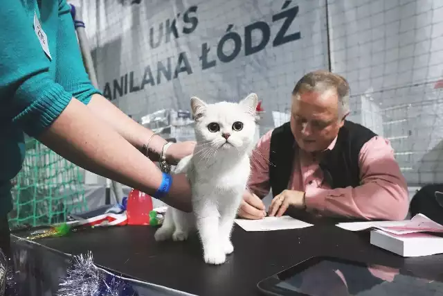 W czasie wystawy kotów w Koluszkach koty będą walczyć o najwyższe tytuły.