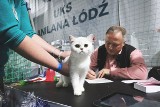Święto kota 17 lutego, najpiękniejsze koty na wystawach w Koluszkach i w Łodzi