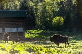 Muczne – zachwycająca baza wypadowa w Bieszczady. Odkryj atrakcje malowniczego klejnotu woj. podkarpackiego