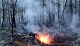 Pożar lasu między Wołczynem a Namysłowem. Część drzew trzeba będzie całkowicie usunąć