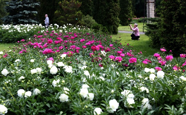 Piwonie w łódzkim Ogrodzie Botanicznym