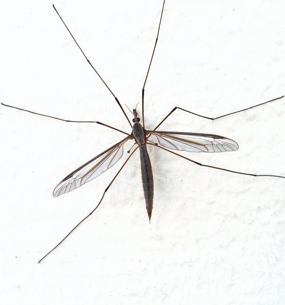 Gryzą nas wyłącznie samice komara, które zwabia zapach potu.