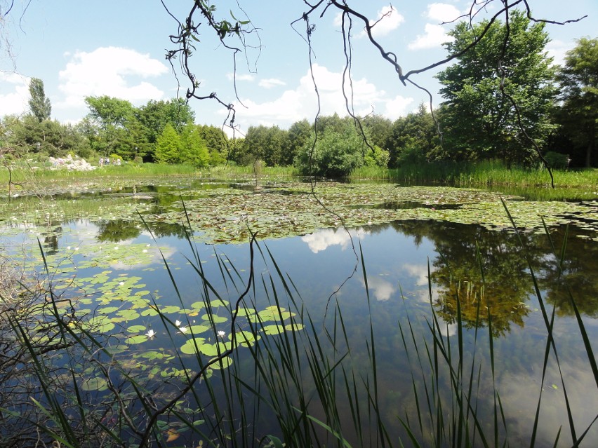 We wtorek otwiera się Arboretum w Bolestraszycach. Liczba odwiedzających będzie ograniczona 