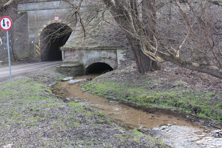 Trwa zarybianie Słupi. Długa wędrówka troci wędrownej