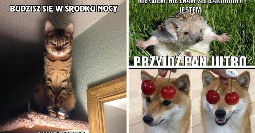 Oto najśmiejszniejsze MEMY ze zwierzętami! >>>