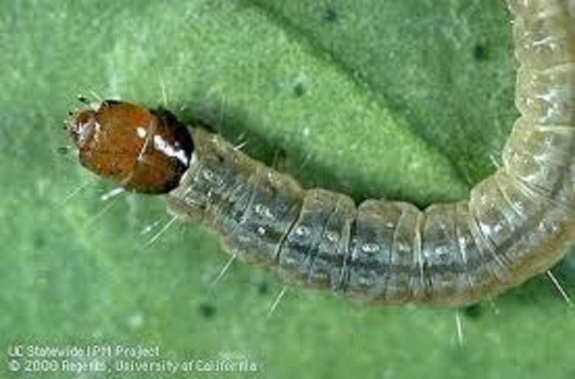 Platynota stultana (na zdjęciu larwa) jest motylem z rodziny...