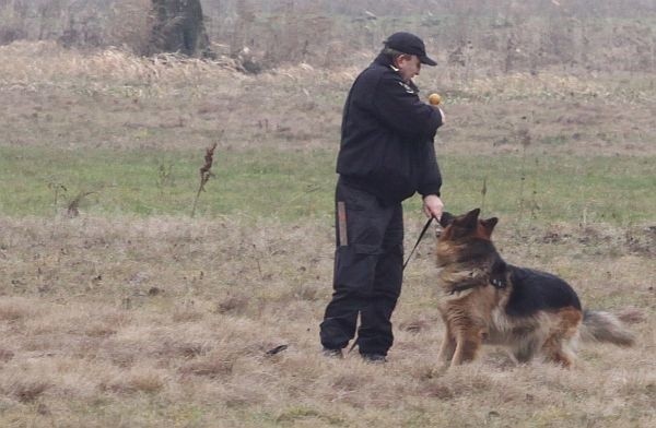 Psy ćwiczyły z przewodnikami swoje umiejętności, przydane w różnorodnych działaniach policji. 