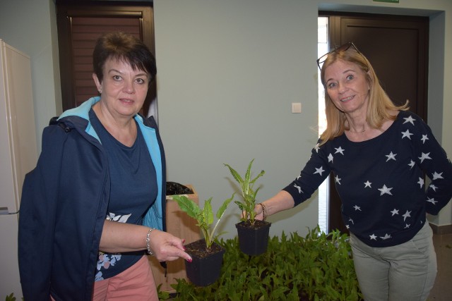 - Pozbywamy się starego sprzętu gospodarstwa domowego i dostajemy jeszcze piękne rośliny - powiedziała od lewej: pani Ola i Teresa.