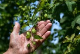 Leki z Bożej apteki - ukryta historia ziół. Zaproszenie na szkolenie online