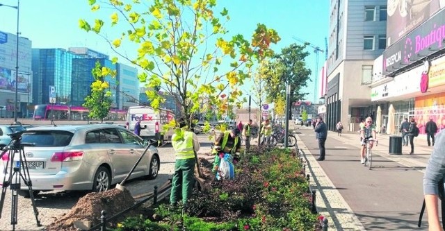 Wzdłuż parkingu staną: platany, wiśnie, jarzęby i śliwy.