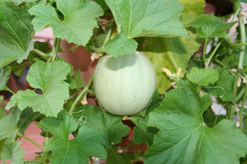 Melony można uprawiać w ogrodach, a nawet na balkonach.