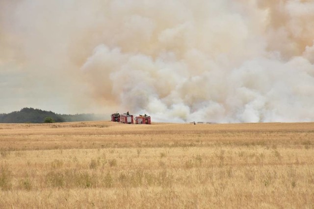 Do pożaru na dużej powierzchni pól doszło w środę, około godziny 14.00 w powiecie międzychodzkim. W okolicy wsi Tuczępy i Mnichy ogień objął około 40 hektarach. 