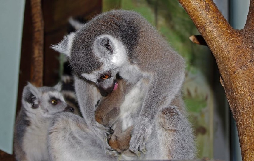 W zamojskim zoo przyszły na świat małe lemury