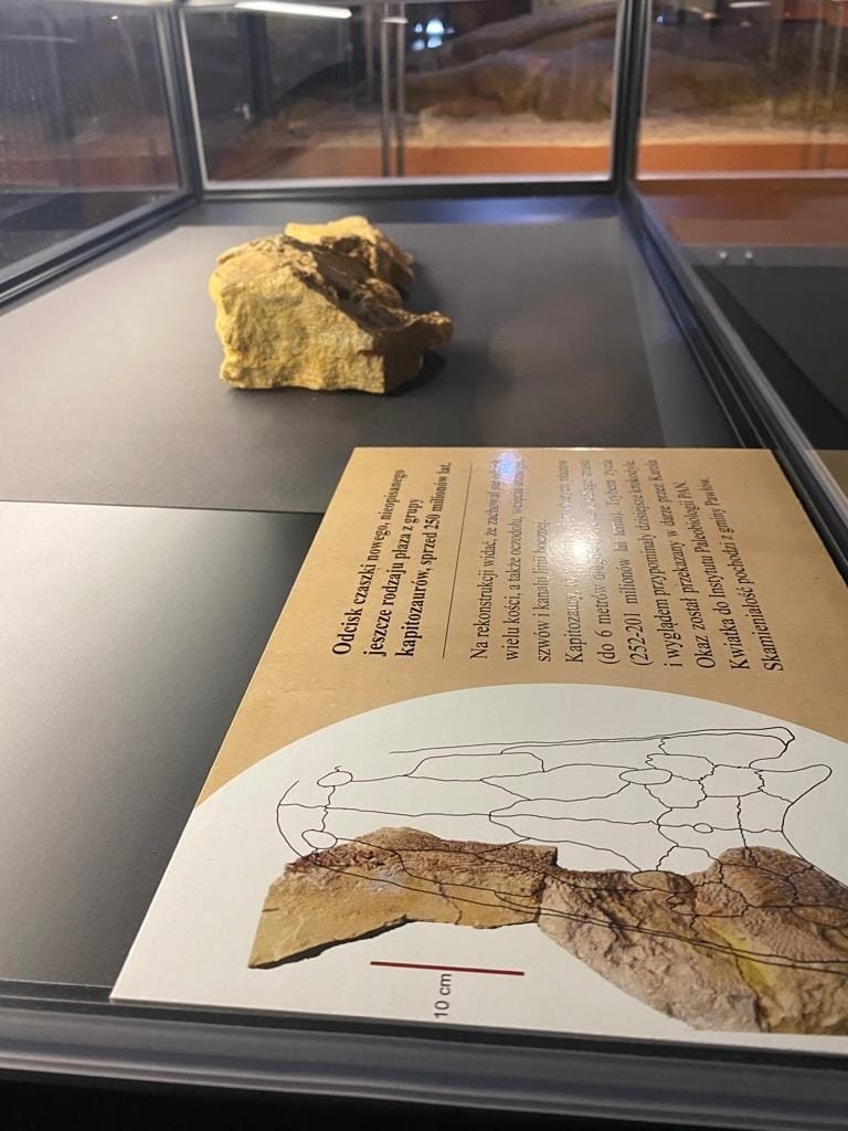 Niezwykłe znalezisko pod Starachowicami. Znalazł kamień z odciskiem czaszki płaza sprzed 250 milionów lat! Zobacz zdjęcia