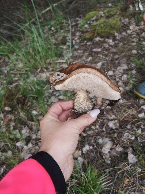 Kozaki znalezione w maju w okolicy sołectwa Stary Kisielin