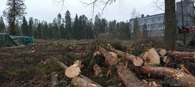 W przy ul. Ludźmierskiej miasto wycięło niemal 180 drzew. W tym miejscu ma powstać strefa aktywności gospodarczej