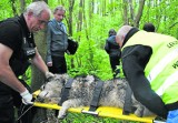 Mieszkaniec Bełchatowa skatował psa. Został skazany na 8 miesięcy więzienia 