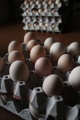 Zakaz handlu jajami na targowiskach Zgierza z powodu ptasiej grypy. Likwidacja 15 tysięcy kaczek pod Aleksandrowem Łódzkim