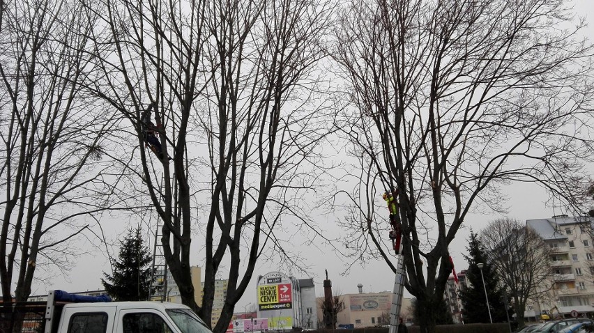 Ostrołęka. Ścinają gałęzie przy "pałacyku"- porządki wiosenne [ZDJĘCIA]