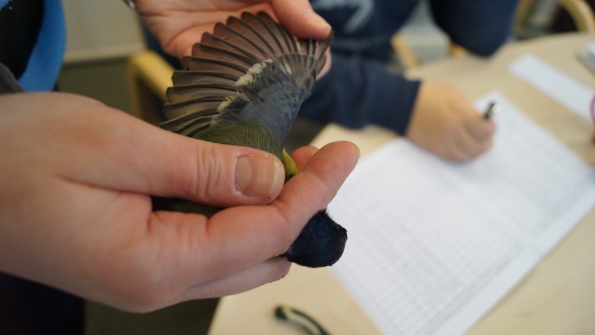 Akcja Karmnik na Uniwersytecie w Białymstoku. Studenci dokarmiają, badają i obrączkują ptaki (zdjęcia)