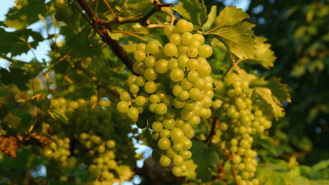 W uprawie winorośli bardzo ważnym zabiegiem jest przycinanie. Jeśli to zaniedbamy, nie doczekamy się winogron.
