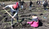 Dwieście osób brało udział w akcji "Grudziądzanie sadzą las" zorganizowanej przez Centrum Edukacji Ekologicznej [zdjęcia]