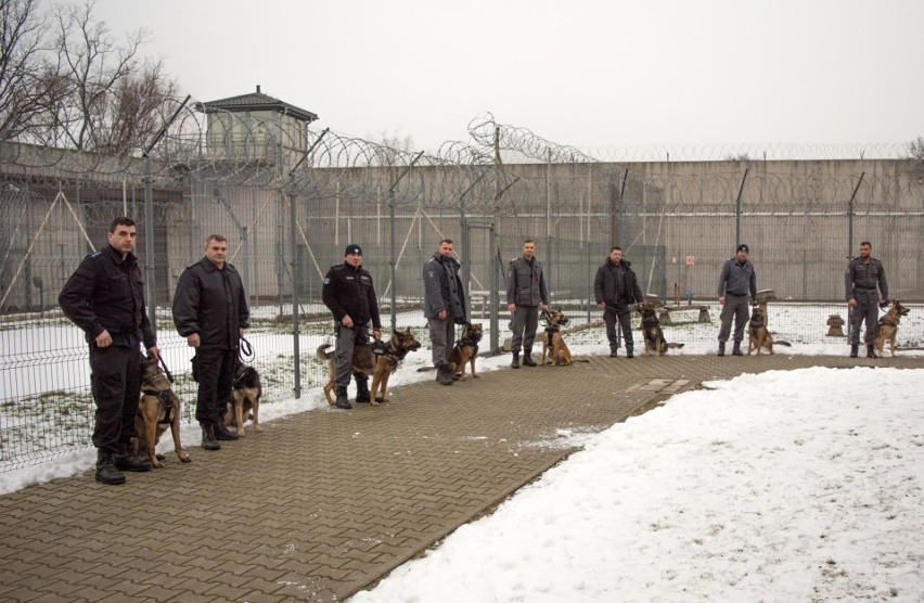 Przy wsparciu psów przeprowadzona została m.in. kontrola...