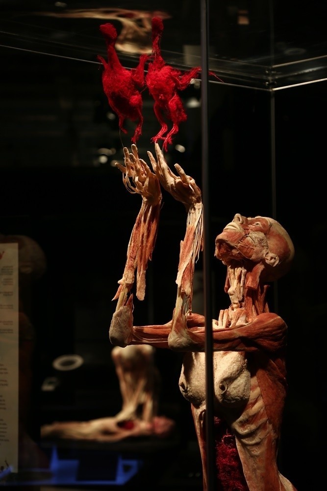 Wystawa ludzkich ciał Body Worlds w Katowicach od 10 lutego