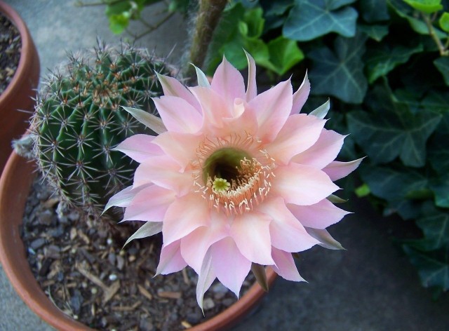 Kwiaty kaktusów wyglądają niezwykle. Dlatego warto się postarać, żeby nasze kaktusy kwitły regularnie.