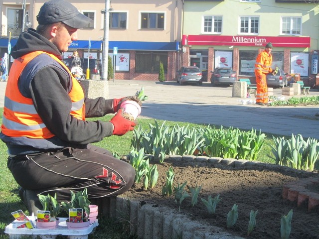 W Wyszkowie rozpoczęto obsadzanie kwiatami miejskich zieleńców