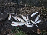 Setki martwych i zdychających ryb w Kielcach. Silnica znów zatruta! Zobacz zdjęcia