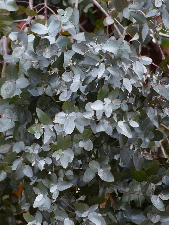 Eukaliptus
Rośliny, które odstraszają kleszcze