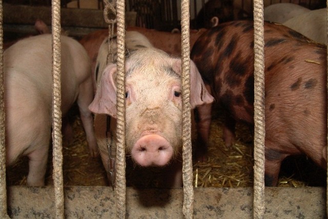 Mieszkańcy Gałążczyc skarżą się na pobliską fermę świń.
