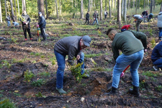 Uczniowie Zespołu Szkół numer 2 w Przysusze posadzili drzewka w ramach akcji proekologicznej „Hortex naturalnie”.