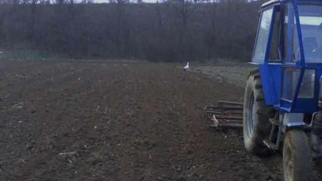 Pierwszy bocian na Opolszczyźnie. Wiosna już przyszła! Bocian na polu w Maciejowicach.