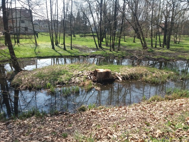 Park a szczeg&oacute;lnie wysepka jakaś ,,łysa'' jest.