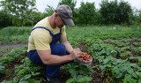 Region radomski. Nie ma rąk do pracy, a rosną koszty zatrudniania emigrantów w rolnictwie