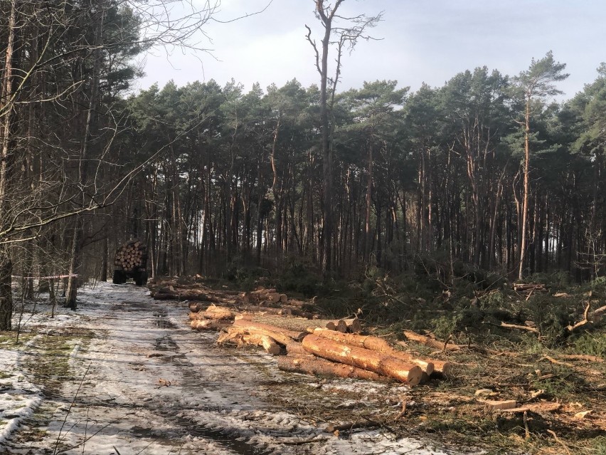 Nadleśniczy zapewnia, że w miejscu wycinanych drzew zostaną...