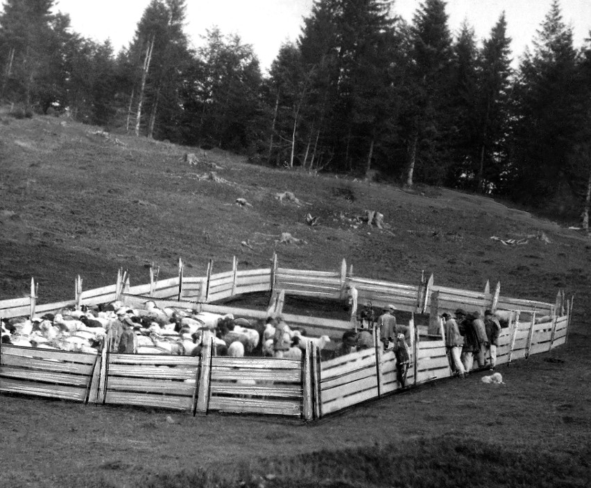 Stado owiec w koszarze na hali w 1935 r. Wołosi od wieków...