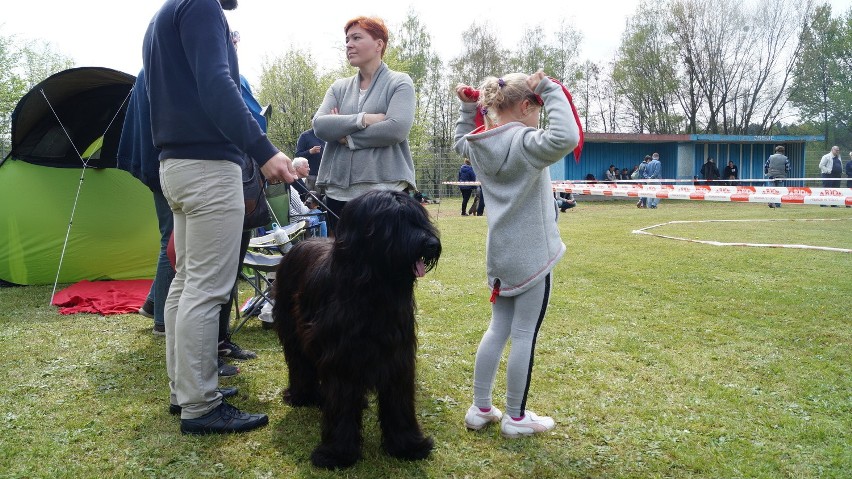 Wystawa psów w Rybniku-Kamieniu. Urocze czworonogi