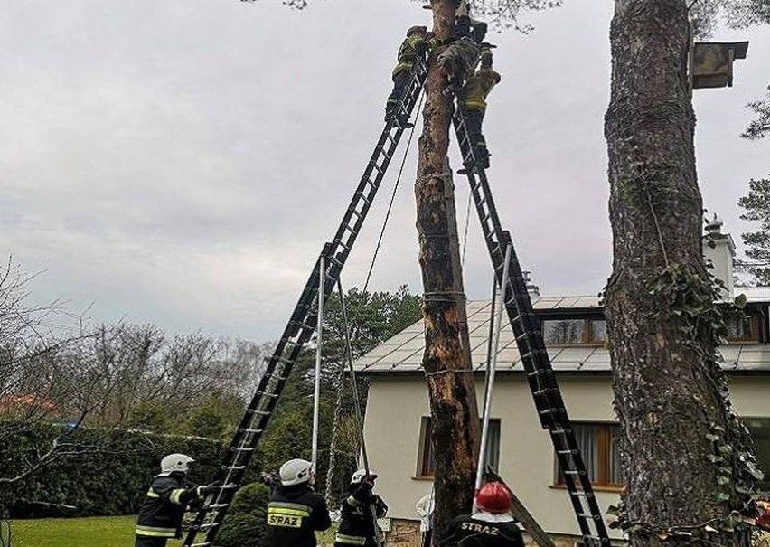 69-latek przy pomocy przymocowanych do butów drzewołazów i...