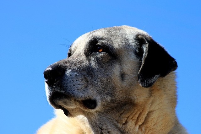 kangal – samiec osiąga od 74 do 85 cm i wagę od 50 do 70 kg. Wymiary i masa suczek to 71-79 cm i 40-60 kg.