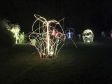 Winobranie 2018. Świetlny park rzeźb w ogrodzie botanicznym w Zielonej Górze. Zobacz niezwykły pokaz! [ZDJĘCIA, WIDEO]