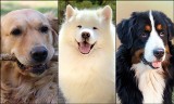 Najłagodniejsze rasy psów - oto 12 z nich. Idealne dla dziecka i rodziny [ZDJĘCIA, OPISY]