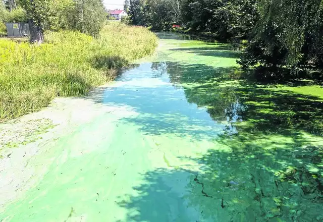 Rzeka Złota wpływająca do zalewu w Ożannie przypomina teraz zieloną maź o nieprzyjemnym zapachu