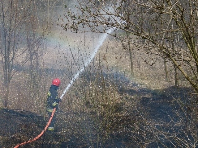 Pożar traw przy ul. Pabianickiej