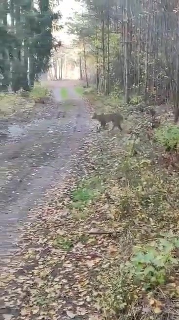 Kadr z nagrania, na którym widać rysia w dolnośląskich...