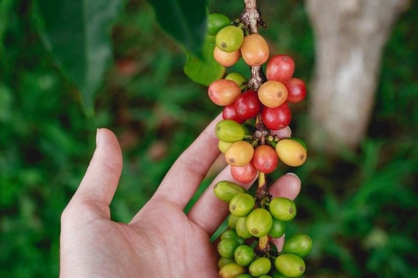 Dojrzewając owoce kawy przybierają czerwony kolor.