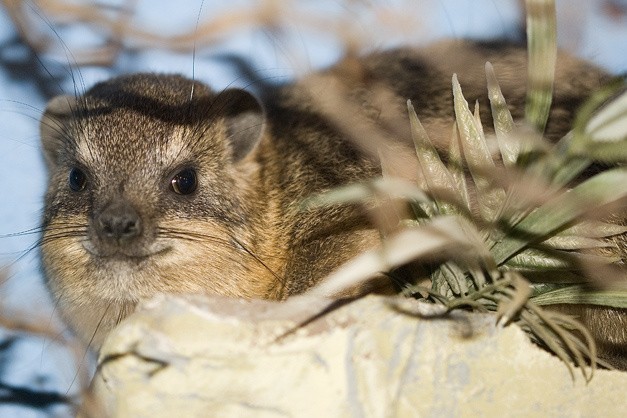 Góralki w krakowskim zoo. Niewiele większe od świnki morskiej, a są kuzynami słonia 